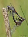 Nordische Moosjungfer (Leucorrhinia rubicunda), Paarungsrad - DE (SH)