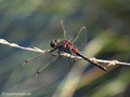 Nordische Moosjungfer (Leucorrhinia rubicunda), Männchen - DE (SH)