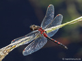 Nordische Moosjungfer (Leucorrhinia rubicunda), Männchen - DE (SH)