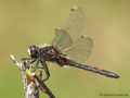Nordische Moosjungfer (Leucorrhinia rubicunda), Männchen - DE (SH)