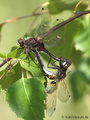 Nordische Moosjungfer (Leucorrhinia rubicunda), Paarungsrad - DE (SH)