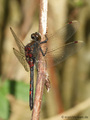 Nordische Moosjungfer (Leucorrhinia rubicunda), Männchen - DE (SH)