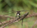 Nordische Moosjungfer (Leucorrhinia rubicunda), Männchen - DE (SH)