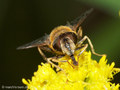 Gemeine Keilfleckschwebfliege (Eristalis pertinax), Weibchen - DE (HH)