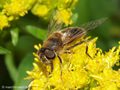 Gemeine Keilfleckschwebfliege (Eristalis pertinax), Weibchen - DE (HH)