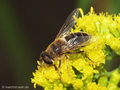 Gemeine Keilfleckschwebfliege (Eristalis pertinax), Weibchen - DE (HH)