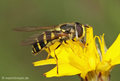 Gestreifte Waldschwebfliege (Dasysyrphus albostriatus), Weibchen - DE (NI)