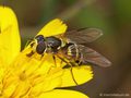 Gestreifte Waldschwebfliege (Dasysyrphus albostriatus), Weibchen - DE (NI)