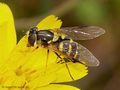 Gestreifte Waldschwebfliege (Dasysyrphus albostriatus), Weibchen - DE (NI)