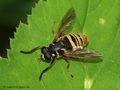 Wespen-Moderholzschwebfliege (Temnostoma vespiforme), Männchen - DE (NI) 