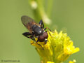 Keulen-Grashalmschwebfliege (Tropidia scita), Männchen - DE (HH)