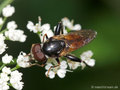 Keulen-Grashalmschwebfliege (Tropidia scita), Männchen - DE (NI)