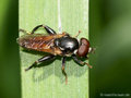 Keulen-Grashalmschwebfliege (Tropidia scita), Männchen - DE (NI)