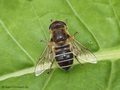 Mittlere Keilfleckschwebfliege (Eristalis nemorum), Weibchen - CH (Obwalden)
