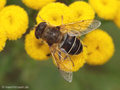 Mittlere Keilfleckschwebfliege (Eristalis nemorum), Weibchen - DE (MV)