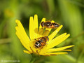 Mittlere Keilfleckschwebfliege (Eristalis nemorum), Weibchen mit anfliegendem Männchen  - DE (HH)