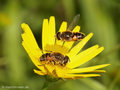 Mittlere Keilfleckschwebfliege (Eristalis nemorum), Weibchen mit anfliegendem Männchen  - DE (HH)