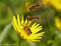 Mittlere Keilfleckschwebfliege (Eristalis nemorum), Weibchen mit zwei anfliegenden Männchen  - DE (HH)