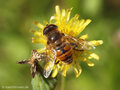 Scheinbienen-Keilfleckschwebfliege, Mistbiene (Eristalis tenax), Männchen - DE (HH)