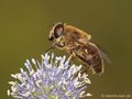 Scheinbienen-Keilfleckschwebfliege, Mistbiene (Eristalis tenax), Weibchen - DE (HH)