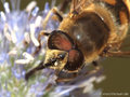 Scheinbienen-Keilfleckschwebfliege, Mistbiene (Eristalis tenax), Männchen - DE (HH)