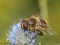 Scheinbienen-Keilfleckschwebfliege, Mistbiene (Eristalis tenax), Männchen - DE (HH)