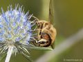 Scheinbienen-Keilfleckschwebfliege, Mistbiene (Eristalis tenax), Männchen - DE (HH)