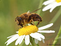 Scheinbienen-Keilfleckschwebfliege, Mistbiene (Eristalis tenax), Weibchen - DE (HH)
