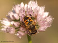 Scheinbienen-Keilfleckschwebfliege, Mistbiene (Eristalis tenax), Männchen - DE (HH)