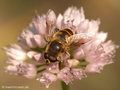 Scheinbienen-Keilfleckschwebfliege, Mistbiene (Eristalis tenax), Männchen - DE (HH)