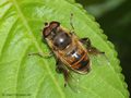 Scheinbienen-Keilfleckschwebfliege, Mistbiene (Eristalis tenax), Männchen - DE (HH)