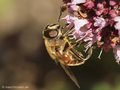 Scheinbienen-Keilfleckschwebfliege, Mistbiene (Eristalis tenax), Weibchen - DE (HH)