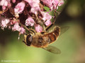 Scheinbienen-Keilfleckschwebfliege, Mistbiene (Eristalis tenax), Weibchen - DE (HH)