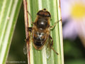 Scheinbienen-Keilfleckschwebfliege, Mistbiene (Eristalis tenax), Männchen - DE (HH)