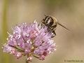 Scheinbienen-Keilfleckschwebfliege, Mistbiene (Eristalis tenax), Weibchen - DE (HH)