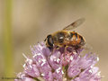 Scheinbienen-Keilfleckschwebfliege, Mistbiene (Eristalis tenax), Männchen - DE (HH)