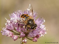 Scheinbienen-Keilfleckschwebfliege, Mistbiene (Eristalis tenax), Männchen - DE (HH)