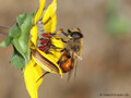 Scheinbienen-Keilfleckschwebfliege, Mistbiene (Eristalis tenax), Weibchen - DE (HH)