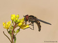 Breitfuß-Schwebfliege  (Platycheirus tarsalis), Männchen - DE (NI)