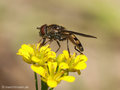 Breitfuß-Schwebfliege  (Platycheirus tarsalis), Männchen - DE (NI)
