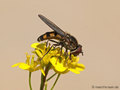 Breitfuß-Schwebfliege  (Platycheirus tarsalis), Männchen - DE (NI)