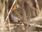 Rotkehlchen (Erithacus rubecula) - DE (HH)