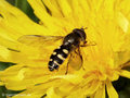 Gemeine Waldschwebfliege (Dasysyrphus venustus), Männchen - DE (HH)
