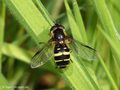 Breitband-Waldschwebfliege (Dasysyrphus tricinctus), Weibchen - DE (HH)