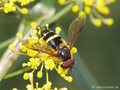Breitband-Waldschwebfliege (Dasysyrphus tricinctus), Männchen - DE (HH)
