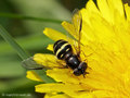 Breitband-Waldschwebfliege (Dasysyrphus tricinctus), Weibchen - DE (HH)