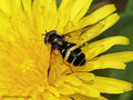 Breitband-Waldschwebfliege (Dasysyrphus tricinctus), Weibchen - DE (HH)