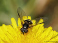 Breitband-Waldschwebfliege (Dasysyrphus tricinctus), Weibchen - DE (HH)