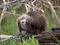 Nutria (Myocastor coypus) - DE (MV)