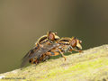 Gestreifte Nasenschwebfliege (Anasimyia lineata), Paarungszeit - DE (MV)